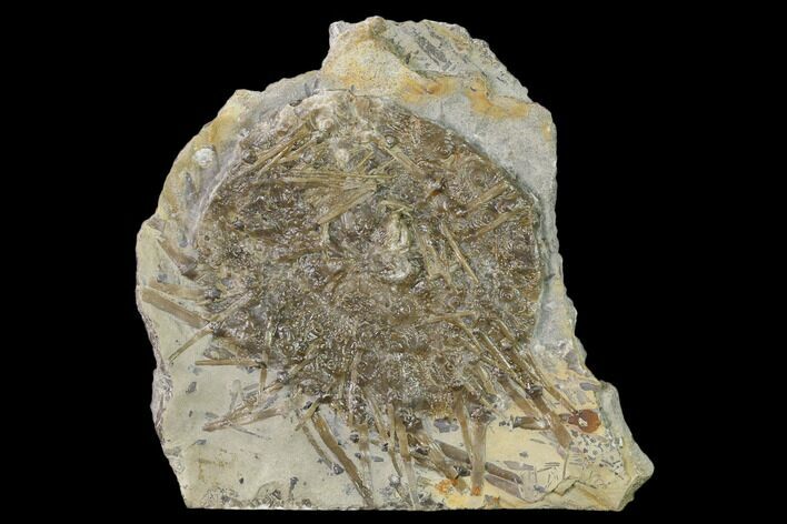 Fossil Echinoid (Archaeocidaris) - Missouri #162661